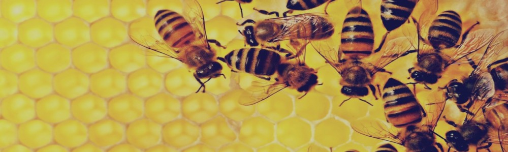 Combs-and-Bees3-e1417880195938