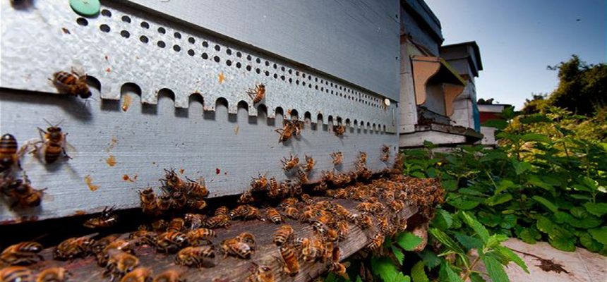 κάμερα μελισσοκομίας beehive camera