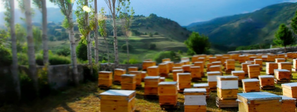 beehives4-e1417877516281