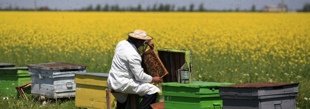 beekeeper-and-field4-e1417882240724
