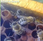 beehive monitor scales zygi